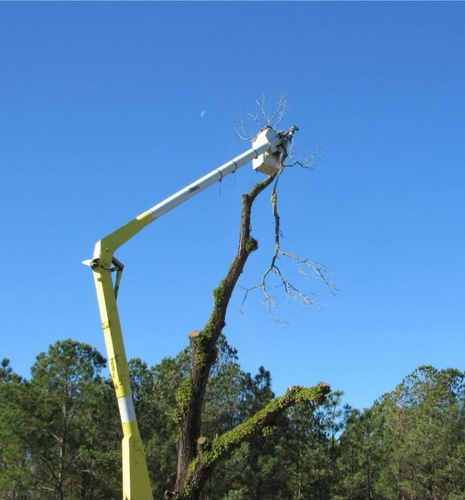 Tree service arborist cutting down a tree in Dothan, AL