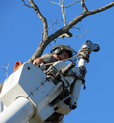 Arborist cutting down a large tree from a bucket crane for a homeowner