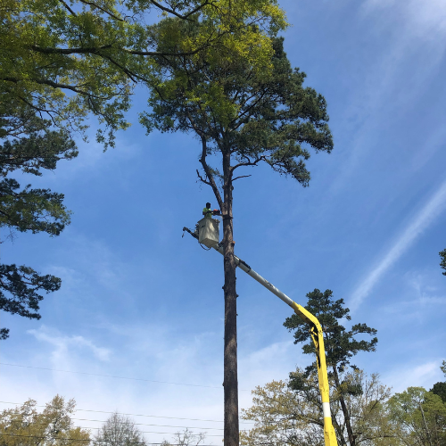 Arborist cutting off limbs of big tree in a crane bucket