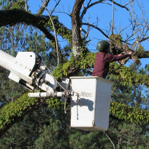 Cutting a limb down from a tree with a chain saw using a big crane bucket