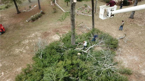 Cutting tree limbs from top of the tree down to the bottom 