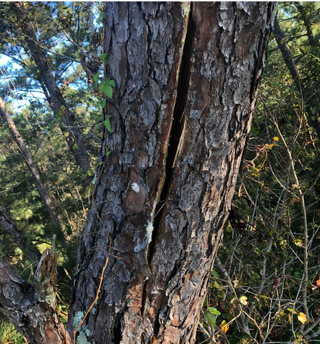 Lightning strike hit a tree and split the trunk