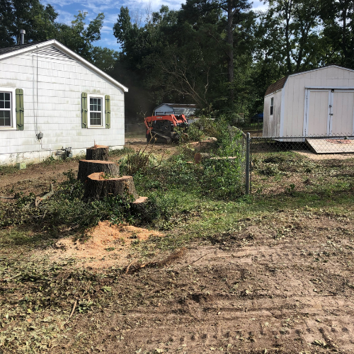 Tree stumps ready to be removed by a tree service