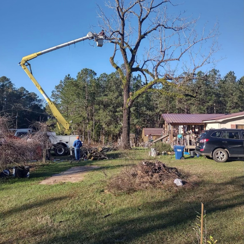 Trimming dead limbs from a large tree in a bucket of a crane 