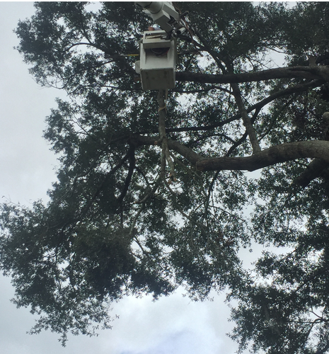 Trimming a large tree in Troy Alabama